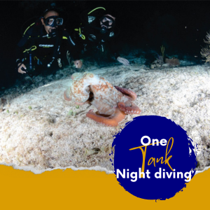 night diving cancun
